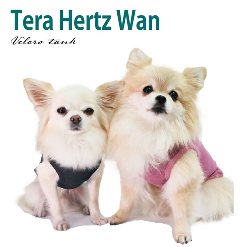 ԥӥ塼300ߥݥSWDƥإĥ󡦥٥륯󥯥ڥåȲ  ڥåȥ  ɥå  ƥإĥ  塼 2-3 12109 T̵ۡ