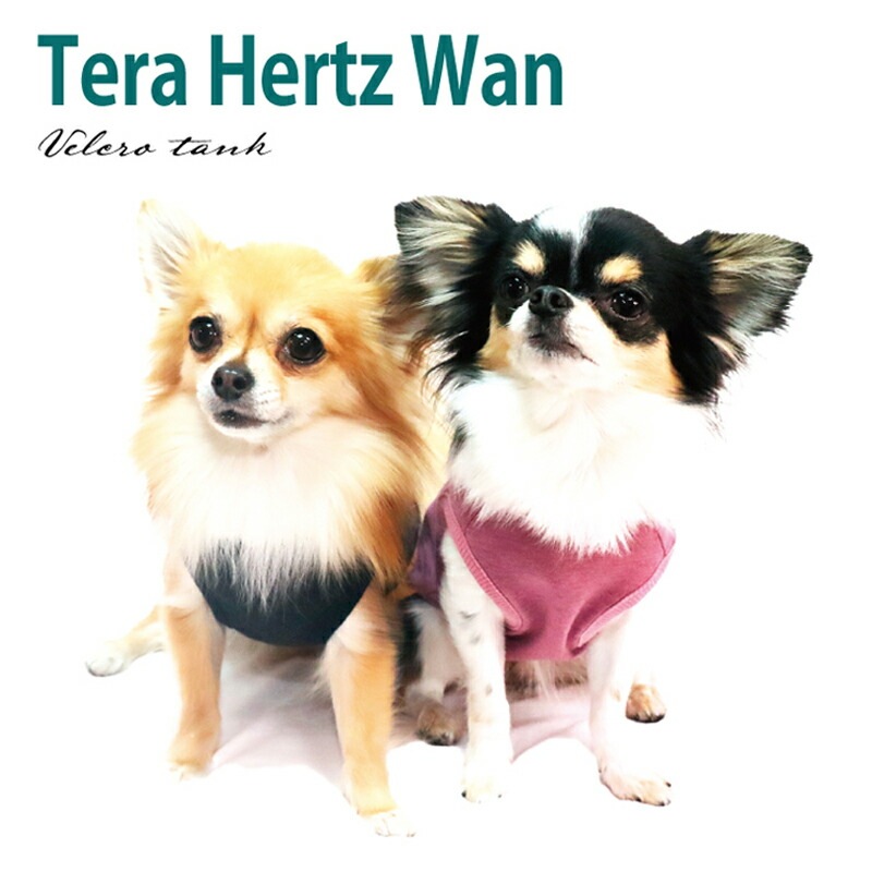 ԥӥ塼300ߥݥSWDƥإĥ󡦥٥륯󥯥ڥåȲ  ڥåȥ  ɥå  ƥإĥ  塼 2-3 12109 T̵ۡ