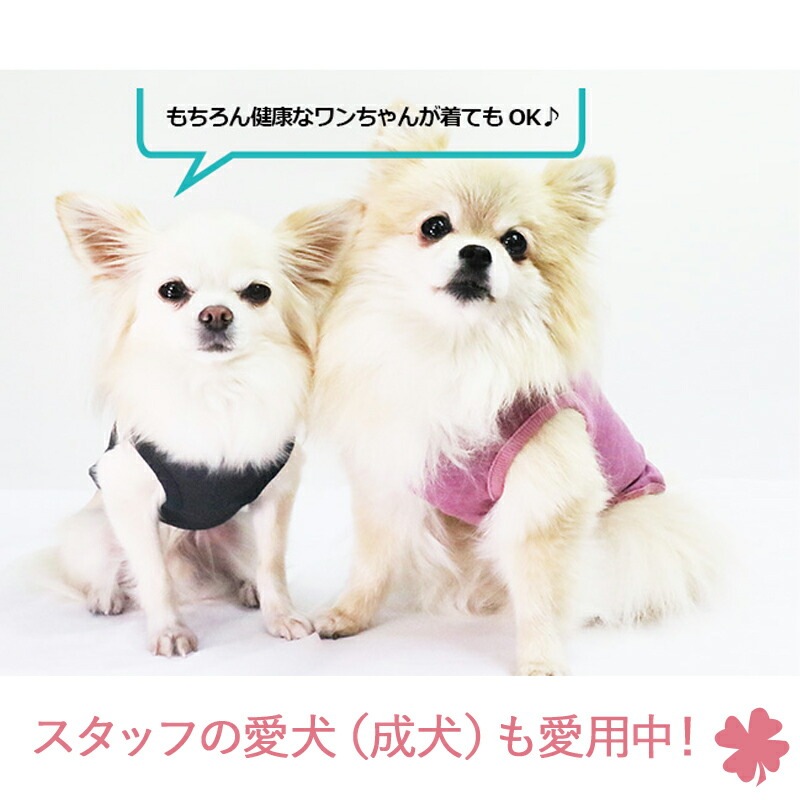 ԥӥ塼300ߥݥSWDƥإĥ󡦥٥륯󥯥ڥåȲ  ڥåȥ  ɥå  ƥإĥ  塼 2-3 12109 T̵ۡ