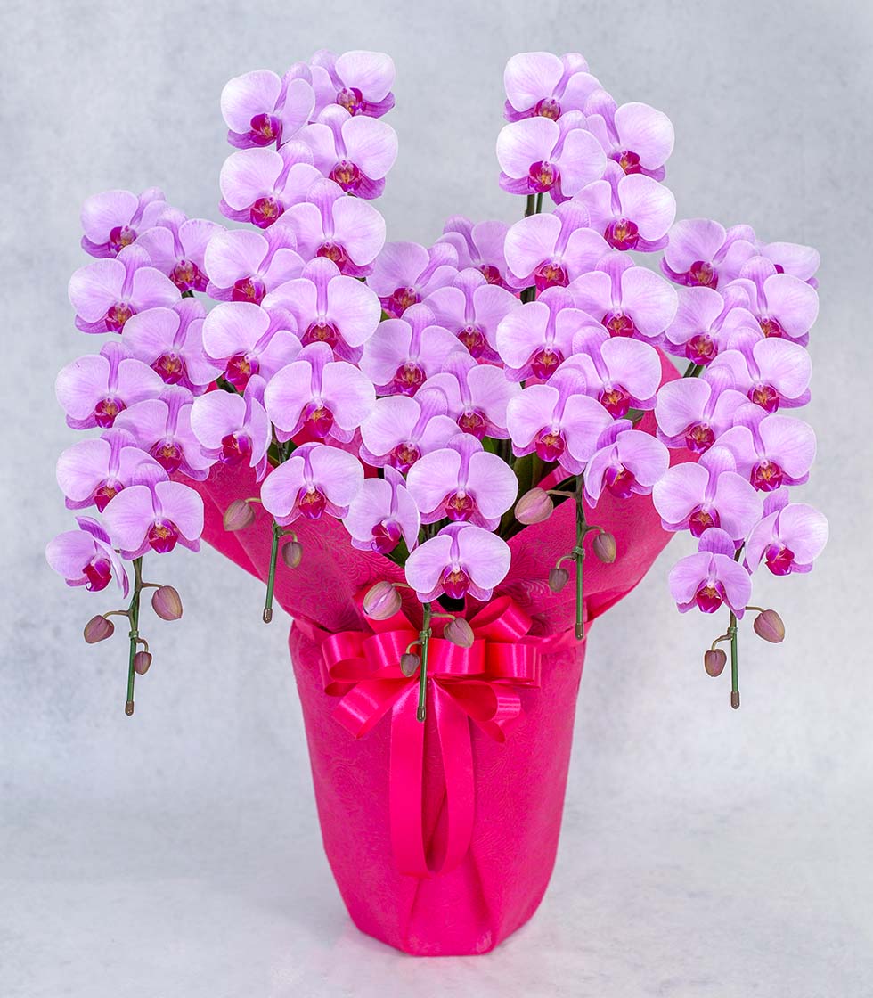 アヤ】ミディ胡蝶蘭5本立 ピンク｜叙勲祝いにふさわしい豪華仕様｜最