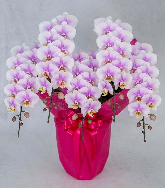 大輪・ミディ】 ピンクの胡蝶蘭｜花言葉「愛」｜誕生日・母の日・記念