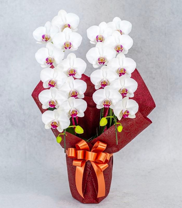 K.Hさまご注文 タイアン】ミディ胡蝶蘭2本立 白×赤｜母の日ギフトに最適｜初めての