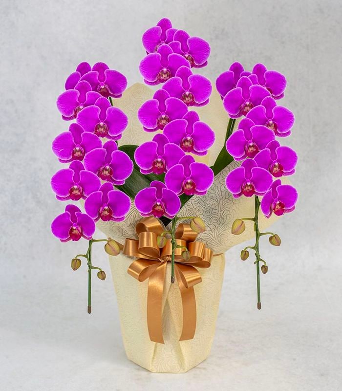 ベレッタ】ミディ胡蝶蘭3本立 赤｜移転祝い・周年ギフトの定番｜安定