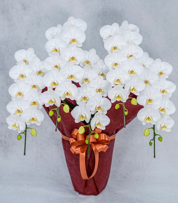 ミディ胡蝶蘭 ロビンソン白 5本立 55輪以上 選べるラッピング｜胡蝶蘭ギフト