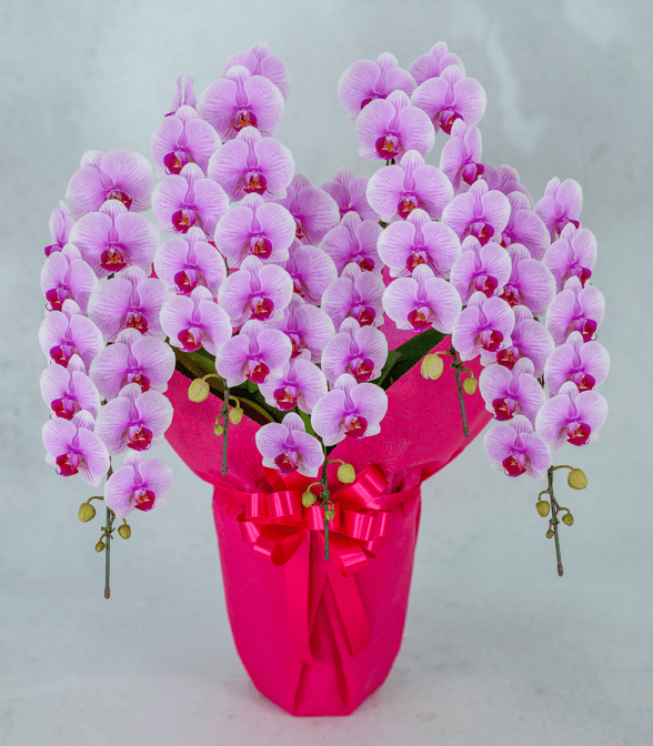 ミディ胡蝶蘭 アポロ ピンク 5本立 55輪以上 選べるラッピング｜胡蝶蘭ギフト