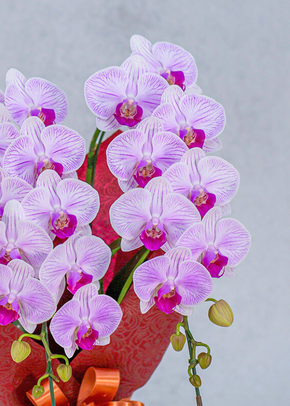 胡蝶蘭 胡蝶蘭専門店 胡蝶販売 胡蝶蘭即日配送 胡蝶蘭ギフト