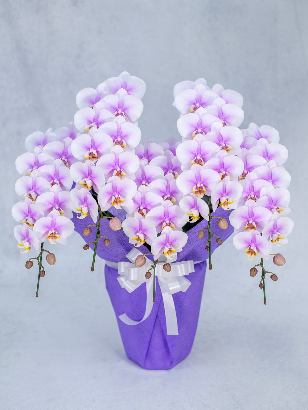 【お供え】ミディ胡蝶蘭 ルーパン ピンク 5本立 55輪以上 仏前 供養用ラッピング