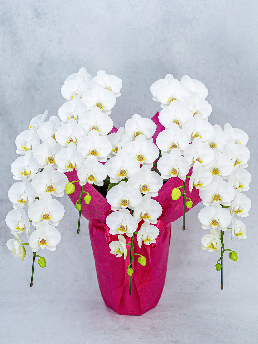 【スーパーアマビリス】ミディ胡蝶蘭5本立55輪以上 白｜開店・開業・周年・就任祝いに最適｜選べるラッピング付