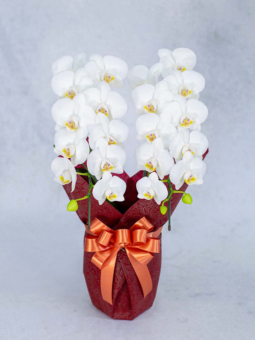 【スーパーアマビリス】ミディ胡蝶蘭2本立18輪以上 白｜誕生日・母の日・お礼に最適｜上品で飾りやすい個人向けギフト