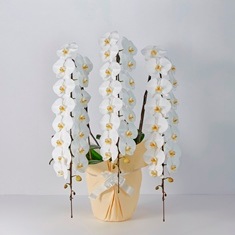 �ץ�ߥ��ॳ���祦�����3��Ω����50��