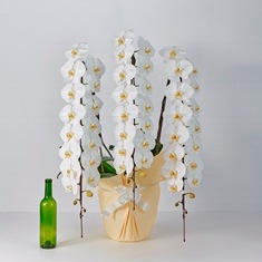 �ץ�ߥ��ॳ���祦�����3��Ω����50��