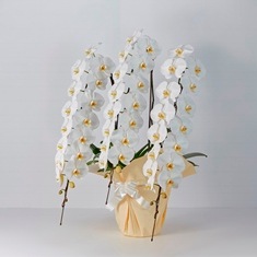 �ץ�ߥ��ॳ���祦�����3��Ω����50��