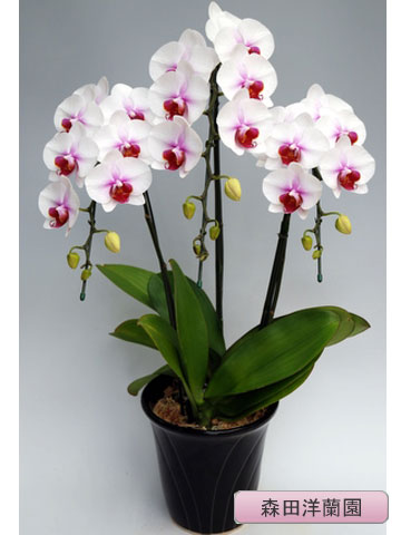 ĳء˥ҥᡡ3ܡڿ MO-63