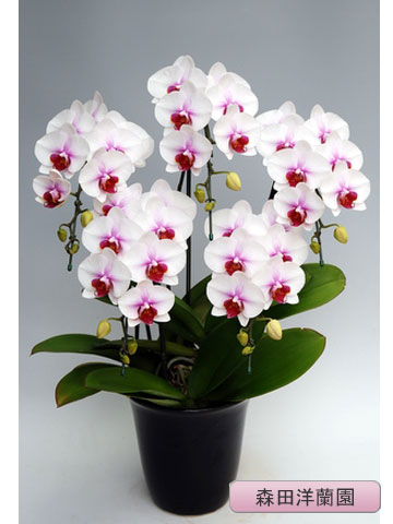 ĳء˥ҥᡡ5ܡڿ MO-64