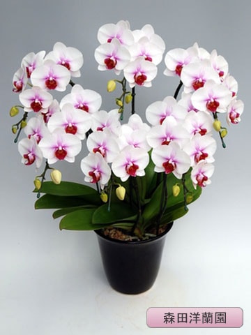 ��ĳ�������ء˥�����ҥᡡ6�ܡ��ڿ��������� MO-65��