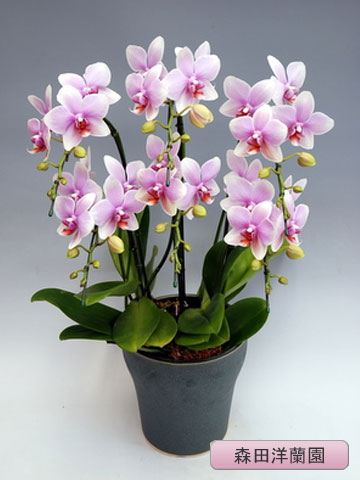 ��ĳ�������ءˤ��ܤ��Ť� 5�ܡ��ڿ��������� MO-56��