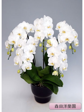 ��ĳ�������ء˥��������ɥ����� 5�ܡ��ڿ��������� MO-62��