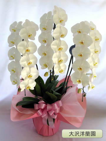 ��ĳ�������ء���3�ܡ������������� OO-90��