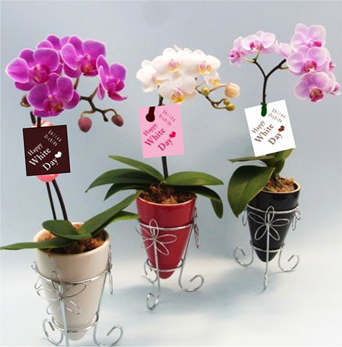 �ޥ�������ĳ����MIX���������ȭ����٥��դ���1�ܡ���̾�Υ��� SN-35��