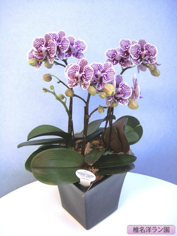 ��ĳ���ʥơ��֥�˥�ȥ를�֥顡3�ܡ�����̾�Υ��� SN-20��