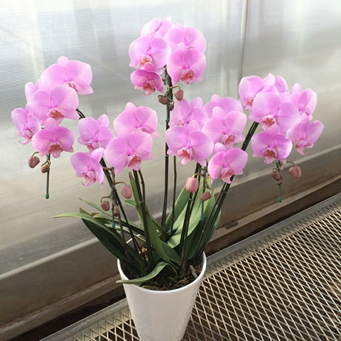 ��ĳ�������ء˥ԥ󥯥����꡼ 5�� �����������ࡡOO-109��