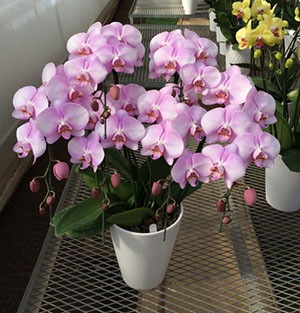 ĳء˥֥ԡ  3 ࡡOO-115