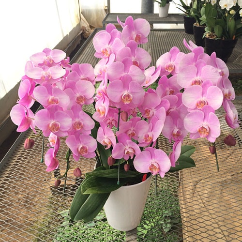 ��ĳ�������ء˥�֥������� 3�� �����������ࡡOO-117��