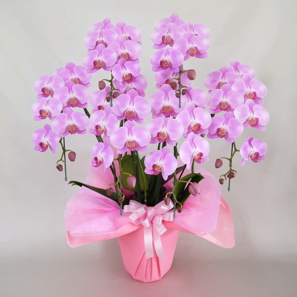 胡蝶蘭（中輪）ジェシーガール 5本 【大沢洋蘭園 OO-130】 | すべての