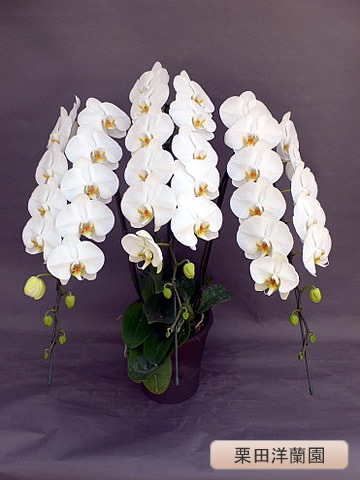 ��ĳ�������ءˡ���3�ܡ��ڷ��������� KR-2��