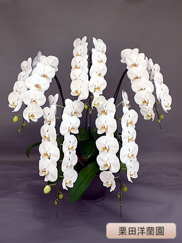 ��ĳ�������ءˡ���5�ܡ��ڷ��������� KR-����