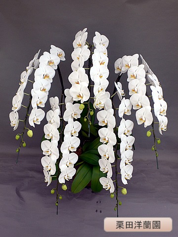 ��ĳ�������ءˡ���5�ܡ��ڷ��������� KR-5��