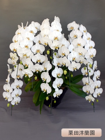 ��ĳ�������ءˡ���8�ܡ��ڷ��������� KR-11��