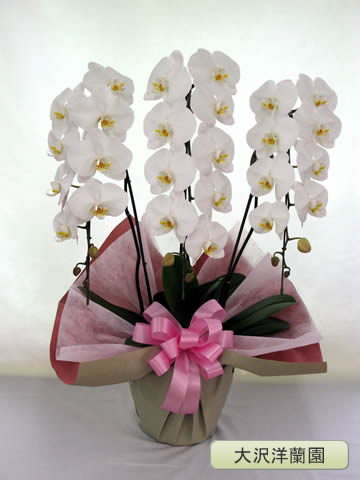 ��ĳ�������ء���3�ܡ������������� OO-6��