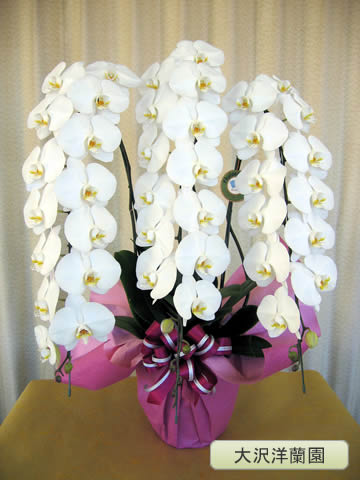 ��ĳ�������ء���3�ܡ������������� OO-8��