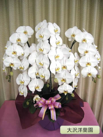 ��ĳ�������ء���5�ܡ������������� OO-9��