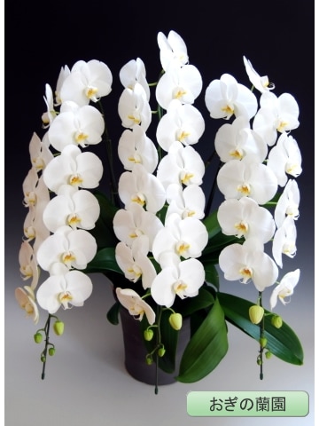 ��ĳ�������ء���3�� �ڤ��������� OG-23��