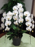 ��ĳ�������ء���3�� �ڤ��������� OG-90��