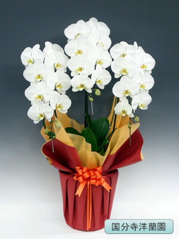 ��ĳ�������ء���3�� �ڹ�ʬ�������� KU-15��