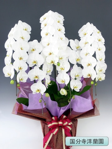 ��ĳ�������ء���5�� �ڹ�ʬ�������� KU-31��