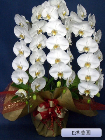胡蝶蘭 大輪 白 3本 E洋蘭園 E 2 3万円 4万円 胡蝶蘭の駅