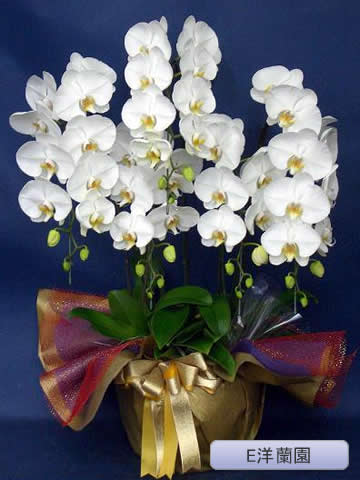 ��ĳ�������ء���5�ܡ���E������ E-5��