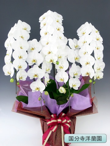 ��ĳ�������ء���5�� �ڹ�ʬ�������� KU-32��