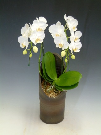 ���ޥӥꥹ��������2��Ω����MO-44��