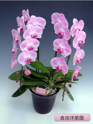 ĳء˥ԥ󥯡2ܡڿ MO-6