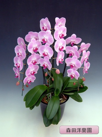 ĳء˥ԥ󥯡3ܡڿ MO-12