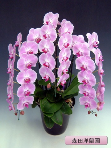 ĳء˥ԥ󥯡3ܡڿ MO-13