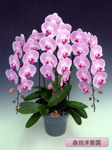 ĳء˥ԥ󥯡3ܡڿ MO-14