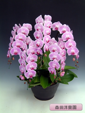 胡蝶蘭（大輪）ピンク 5本 【森田洋蘭園 MO-22】 | 胡蝶蘭【ピンク