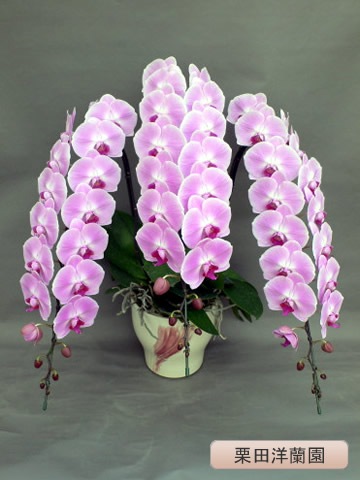 ��ĳ�������ءˡ��ԥ�3�� �ڷ��������� KR-1��