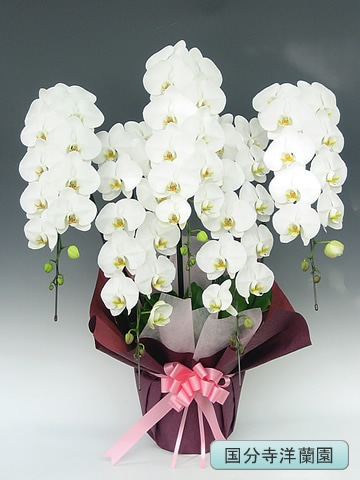 ��ĳ�������ء˥ԥ󥯡�5�� �ڹ�ʬ�������� KU-39��